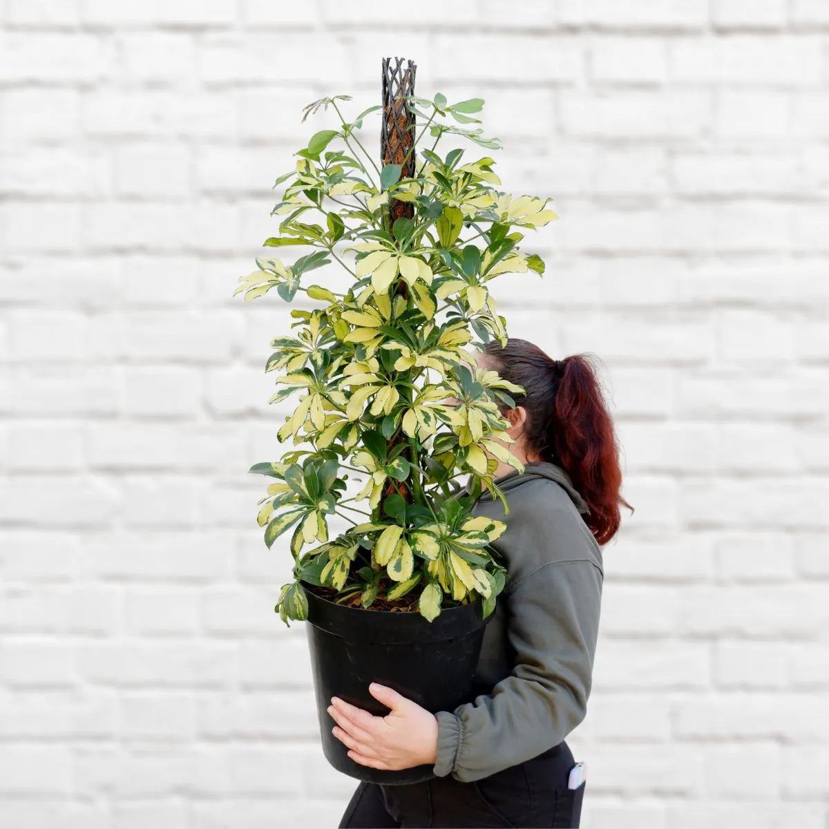 Umbrella Plant - Extra Large